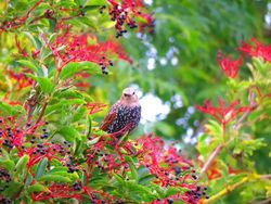 Starling photographed at My garden on 22/8/2018. Photo: &copy; Sue De Mouilpied