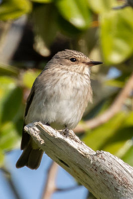 Spotted Flycatcher photographed at Pleinmont [PLE] on 3/9/2018. Photo: &copy; Rod Ferbrache