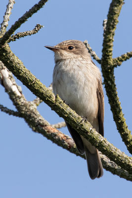 Spotted Flycatcher photographed at Pleinmont [PLE] on 3/9/2018. Photo: &copy; Rod Ferbrache