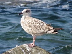 Herring Gull photographed at Chouet on 5/9/2018. Photo: &copy; Wayne Turner