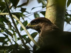 Buzzard photographed at Silbe [SIL] on 13/10/2018. Photo: &copy; Mark Guppy