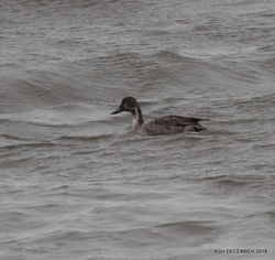 Pintail photographed at Perelle [PER] on 1/12/2018. Photo: &copy; Albert Harvey