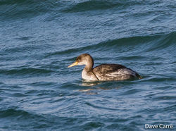 Red-necked Grebe photographed at Rousse on 21/12/2018. Photo: &copy; Dave Carre