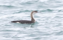 Black-throated Diver photographed at Grandes Rocques [GRO] on 19/1/2019. Photo: &copy; Anthony Loaring