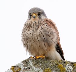Kestrel photographed at Rocquaine [ROC] on 21/1/2019. Photo: &copy; Rod Ferbrache
