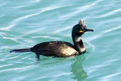 Shag photographed at Town Harbour [TOW] on 3/2/2019. Photo: &copy; Tim Maclure