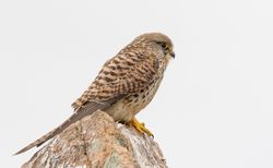 Kestrel photographed at Fort Hommet [HOM] on 1/3/2019. Photo: &copy; Rod Ferbrache