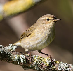 Chiffchaff photographed at Rue des Bergers [BER] on 7/3/2019. Photo: &copy; Dave Carre