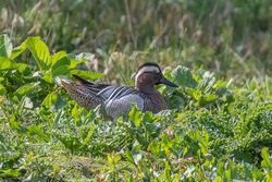 Garganey photographed at Rue des Bergers [BER] on 22/3/2019. Photo: &copy; Rod Ferbrache