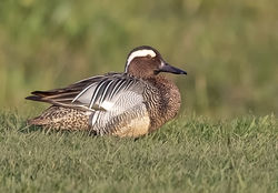 Garganey photographed at Grande Mare [GMA] on 22/3/2019. Photo: &copy; Anthony Loaring