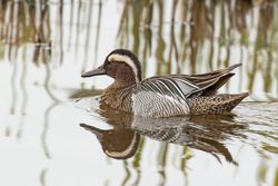 Garganey photographed at Rue des Bergers [BER] on 23/3/2019. Photo: &copy; Rod Ferbrache