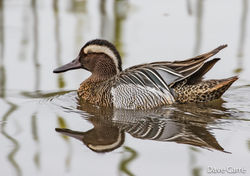 Garganey photographed at Rue des Bergers [BER] on 23/3/2019. Photo: &copy; Dave Carre