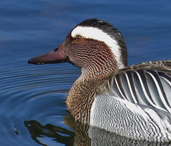 Garganey photographed at Rue des Bergers [BER] on 3/4/2019. Photo: &copy; Mark Lawlor