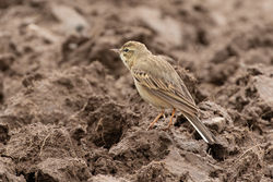 Tawny Pipit photographed at Pleinmont [PLE] on 10/4/2019. Photo: &copy; Rod Ferbrache