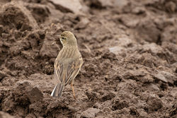 Tawny Pipit photographed at Pleinmont [PLE] on 10/4/2019. Photo: &copy; Rod Ferbrache