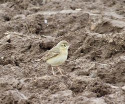 Tawny Pipit photographed at Pleinmont [PLE] on 10/4/2019. Photo: &copy; Mark Guppy