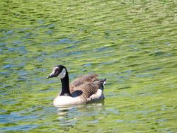 Greater Canada Goose photographed at Gallotin Quarry [GAL] on 11/5/2019. Photo: &copy; Mark Guppy