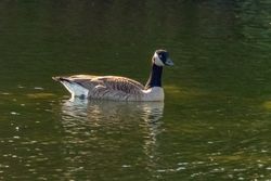 Greater Canada Goose photographed at Gallotin Quarry [GAL] on 11/5/2019. Photo: &copy; Rod Ferbrache