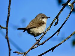 Lesser Whitethroat photographed at Rue de Valniquets [RDV] on 14/5/2019. Photo: &copy; Wayne Turner