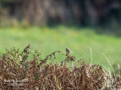 Fan-tailed Warbler photographed at Pleinmont [PLE] on 24/8/2019. Photo: &copy; Andy Marquis