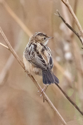 Fan-tailed Warbler photographed at Pleinmont [PLE] on 26/8/2019. Photo: &copy; Rod Ferbrache