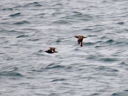 Great Skua photographed at Jaonneuse [JAO] on 6/9/2019. Photo: &copy; Wayne Turner