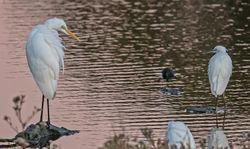 Great White Egret photographed at Vale Pond [VAL] on 15/9/2019. Photo: &copy;  Rockdweller