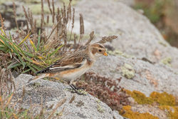 Snow Bunting photographed at Grandes Rocques [GRO] on 5/10/2019. Photo: &copy; Rod Ferbrache