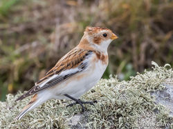 Snow Bunting photographed at Pulias [PUL] on 17/10/2019. Photo: &copy; Dave Carre