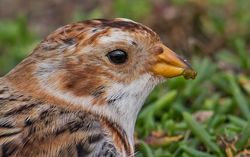 Snow Bunting photographed at Pulias [PUL] on 25/10/2019. Photo: &copy;  Rockdweller