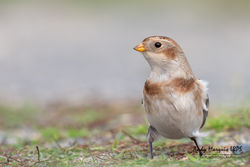 Snow Bunting photographed at L'Ancresse [LAN] on 26/10/2019. Photo: &copy; Andy Marquis
