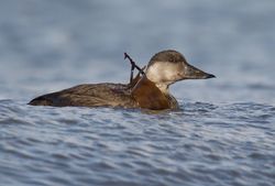 Common Scoter photographed at Grandes Rocques [GRO] on 10/11/2019. Photo: &copy; Adrian Bott
