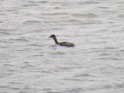 Black-necked Grebe photographed at Rocquaine [ROC] on 21/11/2019. Photo: &copy; Wayne Turner
