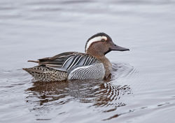 Garganey photographed at Claire Mare [CLA] on 15/3/2020. Photo: &copy; Anthony Loaring