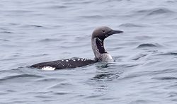 Black-throated Diver photographed at Rocquaine on 19/3/2020. Photo: &copy; Rockdweller