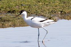 Avocet photographed at Colin Best NR [CNR] on 24/3/2020. Photo: &copy; Tim Maclure