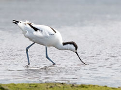 Avocet photographed at Colin Best NR [CNR] on 22/3/2020. Photo: &copy; Anthony Loaring
