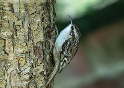 Short-toed Treecreeper photographed at St Peter Port [SPP] on 22/3/2020. Photo: &copy; Mike Cunningham