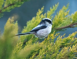 Long-tailed Tit photographed at St Peter Port [SPP] on 2/4/2020. Photo: &copy; Mike Cunningham
