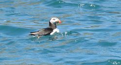 Puffin photographed at Sark [SAK] on 12/7/2020. Photo: &copy; Sue De Mouilpied