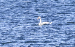 Mute Swan photographed at L'Eree [LER] on 22/7/2020. Photo: &copy; Anthony Loaring