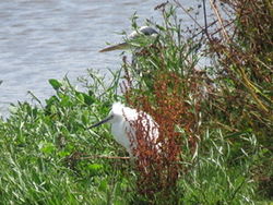Little Egret photographed at Vale Pond [VAL] on 26/7/2020. Photo: &copy; Sue De Mouilpied