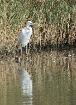 Great White Egret photographed at Vale Pond [VAL] on 17/9/2020. Photo: &copy; Julie Davis