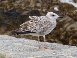 Herring Gull photographed at Cobo [COB] on 7/10/2020. Photo: &copy; Wayne Turner