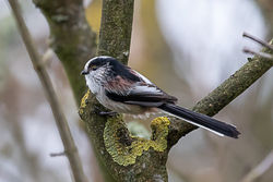 Long-tailed Tit photographed at Pezeries [PEZ] on 12/10/2020. Photo: &copy; Rod Ferbrache