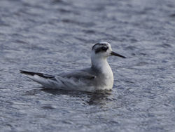 Grey Phalarope photographed at Claire Mare [CLA] on 28/10/2020. Photo: &copy; Mike Cunningham