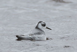 Grey Phalarope photographed at Claire Mare [CLA] on 27/10/2020. Photo: &copy; Dave Carre