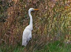 Great White Egret photographed at Claire Mare [CLA] on 29/10/2020. Photo: &copy; Mike Cunningham