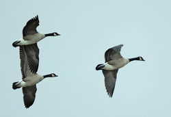 Greater Canada Goose photographed at Claire Mare on 30/10/2020. Photo: &copy; Mike Cunningham
