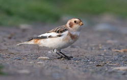 Snow Bunting photographed at Fort Le Marchant on 31/10/2020. Photo: &copy; Anthony Loaring